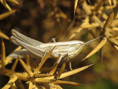 Euchorthippus chopardi