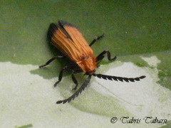 Lycidae