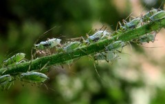 Macrosiphum gei