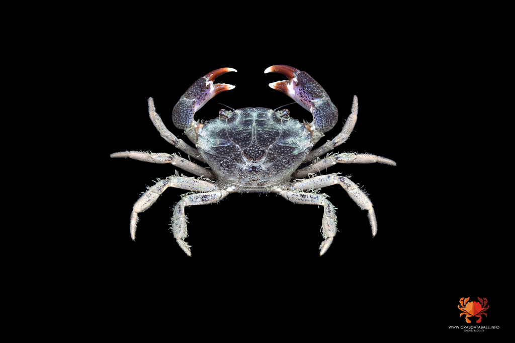 Mud Crabs