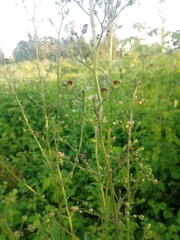 Scrophularia scopolii