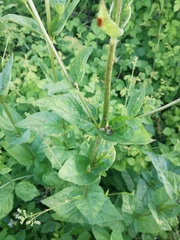 Scrophularia scopolii