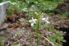 Arabis eschscholtziana
