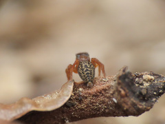 Euophrys