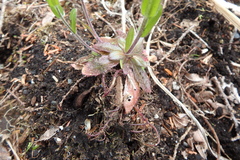 Arabis eschscholtziana