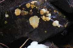 Ionaspis lacustris