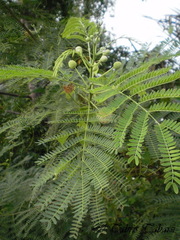 Leucaena leucocephala