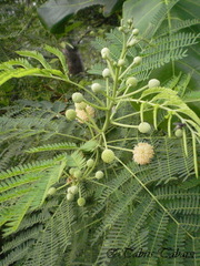Leucaena leucocephala