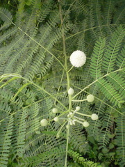 Leucaena leucocephala
