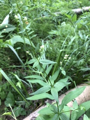 Galium × pseudoboreale