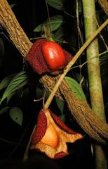 Aristolochia chiapensis