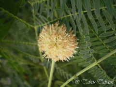 Leucaena leucocephala