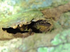 Lepidophyma flavimaculatum