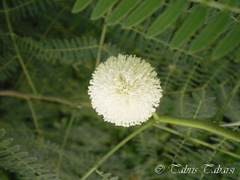 Leucaena leucocephala