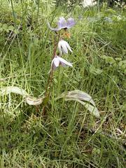 Erythronium hendersonii