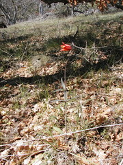Fritillaria gentneri