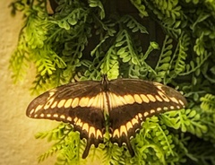 Heraclides ornythion