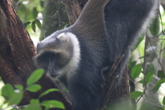 Cercopithecus mitis kolbi