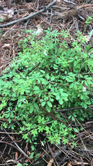 Ceratocapnos claviculata