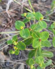 Euphorbia jenisseiensis