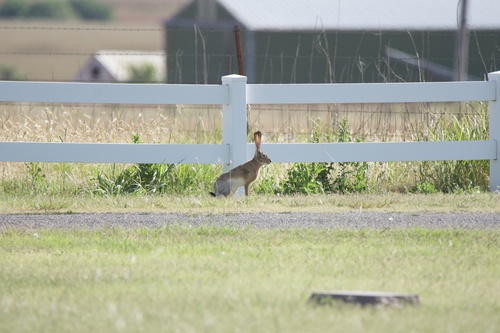 Black-tailed Jackrabbit photographed in Oklahoma