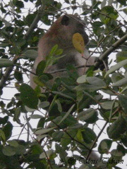 Macaca fascicularis