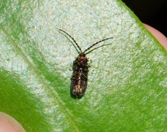 Lucidota punctata