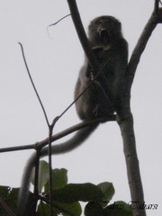 Macaca fascicularis