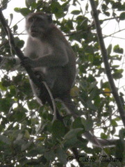Macaca fascicularis
