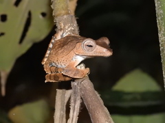 Polypedates pseudotilophus