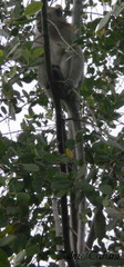 Macaca fascicularis