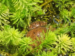 Lithobates montezumae