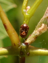 Clastoptera octonotata
