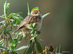 Cisticola brunnescens