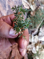 Coreocarpus sonoranus