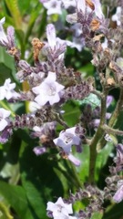 Eriodictyon trichocalyx lanatum