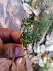 Coreocarpus sonoranus