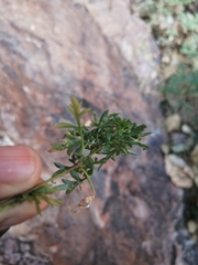 Coreocarpus sonoranus