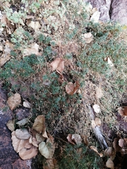 Coreocarpus sonoranus