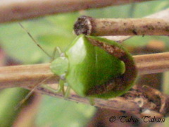 Plautia crossota