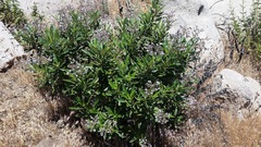 Eriodictyon trichocalyx lanatum