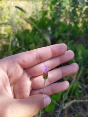 Xeranthemum cylindraceum