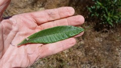 Eriodictyon trichocalyx lanatum