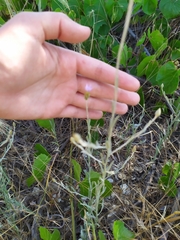 Xeranthemum cylindraceum