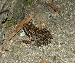 Thoropa miliaris