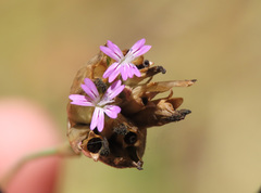 Petrorhagia nanteuilii