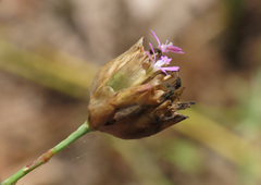 Petrorhagia nanteuilii