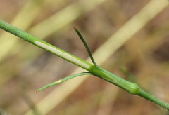 Petrorhagia nanteuilii