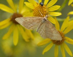 Idaea macilentaria