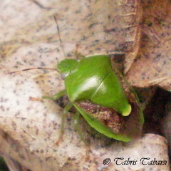 Plautia crossota